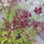 Orgován meyerov (Syringa meyeri) ´RED PIXIE´ - výška 70-100 cm, kont. C3L